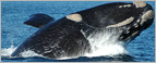 Puerto Madryn