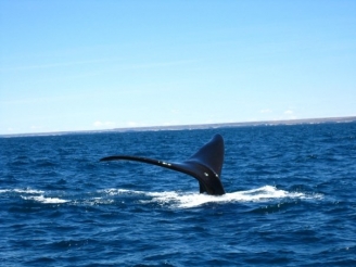 BARILOCHE & PUERTO MADRYN (OPTIONAL TRIP) in Buenos Aires, Argentina (Image 4)